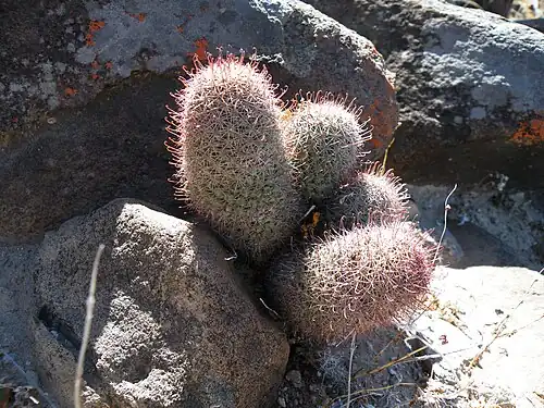 Habitat in Viscaino, Baja California Sur