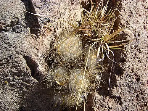 Closeup of plant growing in rock outcrop