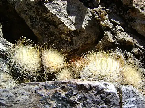 Plants near Linares Del Río, Durango, Mexico