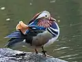 Male Mandarin duck sitting on a rock in a pond