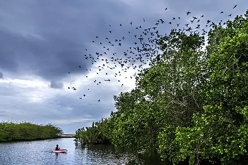 Mangrove forests host many bird species with generalised foraging niches