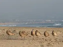 Sleeping at Balboa Peninsula, Newport Beach, California.