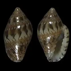 Marginella gemmula Saco Mar, Namibe, Angola