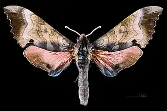 Male M. g. gressitti