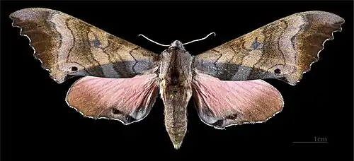 Female M. g. gressitti