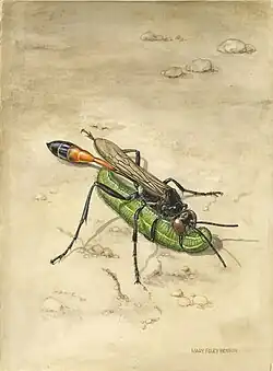Mary Foley Benson, Ammophila azteca wasp, 1976