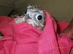 Mauritius kestrel born in Kestrel Valley Mauritius, 2011