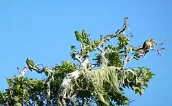 Photo of green parrots in a tree