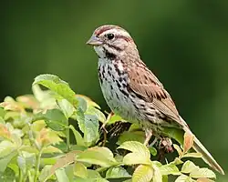 Song sparrow (Melospiza melodia)