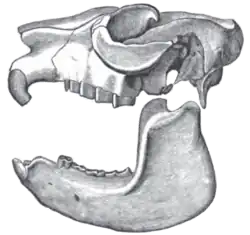 Skull of Mesotherium (Typotheria, Mesotheriidae)