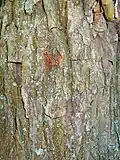 Bark of medlar tree
