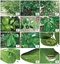 Life history of Micrurapteryx caraganella sp. n. in Siberia, Russia. 65 the species’ habitat 66–67 heavily defoliated bushes of Caragana arborescens 68–69 blotch mines on the upperside of the leaf, at transmitted light, with visible larva in one of the mines 70–71 mines on Caragana frutex, with long initial tunnels on the low side of the leaf (71) 72 mine on the leaf of Medicago sativa 73 larvae ejecting fecal pellets out of the leaf mine by protruding rear part of the body through a slit on low side of the leaf on Caragana boisii 74 larva vacating the mine on the low side of the leaf 75 larva spinning the cocoon on upper side of the leaf along the midrib 76 pupa in the transparent cocoon on lower side, perpendicular to the midrib. Collection sites: 65, 68, 69 Novosibirsk, Central Siberian botanical garden SB RAS, C. arborescens, 08.VIII.2012 73, 74 same place, C. boisii, 14.VI.2012 66, 67 Omsk, Victory Park, C. arborescens, 23.VII.2015 70, 71 same place and date, C. frutex; 72 same place and date, M. sativa 75, 76 Krasnoyarsk, Akademgorodok, the left bank of the river Yenisei, C. arborescens, 15.VII.2013.
