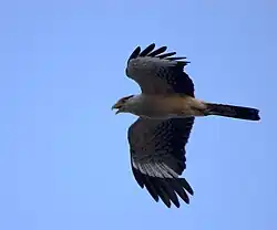 Among the most commonly seen birds of prey in Latin American cities