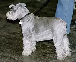 Silver Miniature Schnauzer