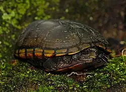 K. s. hippocrepis, Missouri