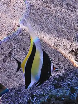 With extended dorsal fin