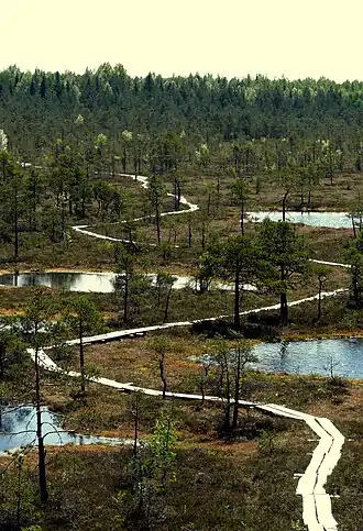 A duckboard enables those on foot to cross a bog in Estonia.