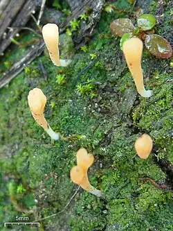 Small orange club-shaped fungi growing from mossy surface