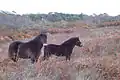 Exmoor ponies at Murlough, used for grazing management