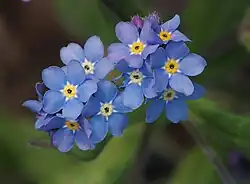 Blue flower of the Wood forget-me-not