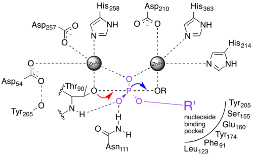 Active site schematic