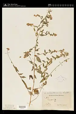Herbarium specimen collected by T. Nuttall, 1831, in New Jersey. Identified as Symphyotrichum lateriflorum var. horizontale. Hand labeled Aster divergens and Aster lateriforus (L.) Britten. New York Botanical Garden Steere Herbarium.