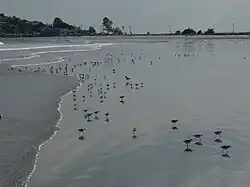 shorebirds, with Little Nahant in the distance