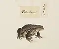 Bufo japonicus, Yūshi Ishizaki