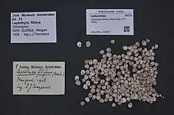 Shell specimens