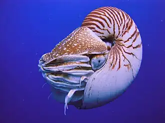 The nautilus is a living fossil little changed since it evolved 500 million years ago as one of the first cephalopods.[268][269][270]