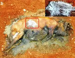 Necrobiome on pig cadaver