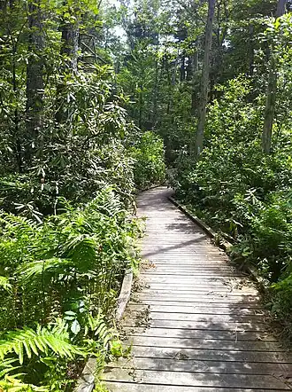Nehantic Trail - Rhododendron Sanctuary Trail planked wooden boardwalk section