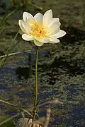 Nelumbo lutea