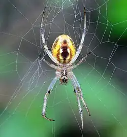 Neoscona theisi female ventral, Queensland, Australia