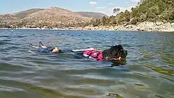 Newfoundland dogs, such as this one named "Dragon", have the natural instinct of pulling people out of the water without having undergone training.
