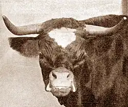 black-and-white photograph of the head of a cow with severe shortening of the upper mandible