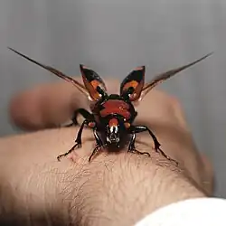 The American burying beetle, Nicrophorus americanus, about to take flight.