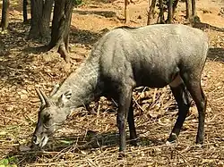 nilgai