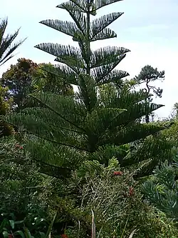 Abbey Gardens on Tresco, Isles of Scilly