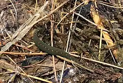 A fat, dark green leech with a row of orange spots down its back among plant detritus.