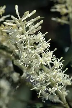 Inflorescence