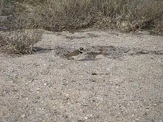 Swan Islands Nature Reserve