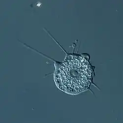 Nuclearia, filose amoebae related to fungi