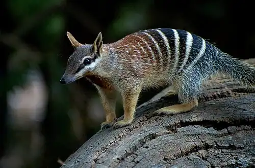 Numbat at the zoo, an ocal vulnerable species and one of a hundred that the zoo bred for captive rewilding efforts