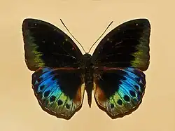 L. dirtea (male)
