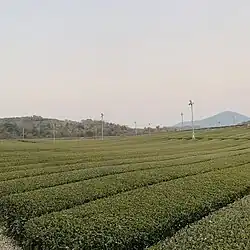 O'Sulloc Tea Field