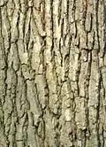 The bark of an oak tree
