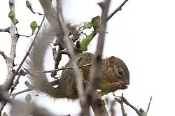 Gray squirrel
