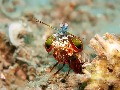 Image 1 Mantis shrimp Credit: Jens Petersen Mantis shrimp (peacock mantis shrimp – Odontodactylus scyllarus – pictured) are marine crustaceans of the order Stomatopoda. They take their name from the physical resemblance to praying mantises and shrimp. More selected pictures