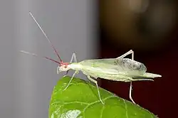 Oecanthus latipennis